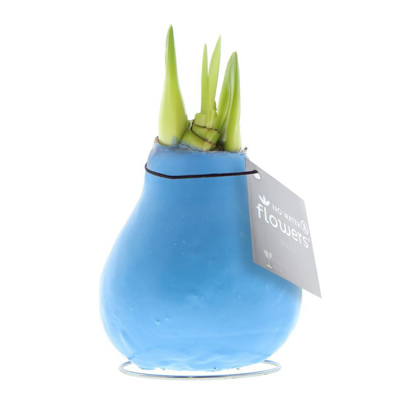 Amaryllis bulb in gift box - Image 6